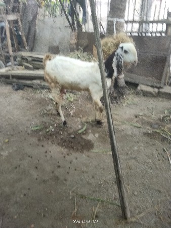 બસરાઈ બકરી દૂધવાળી