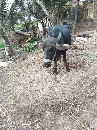 ભેંસ વેચવાની છે