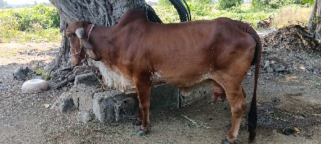 ગાય વેચવાની છે.