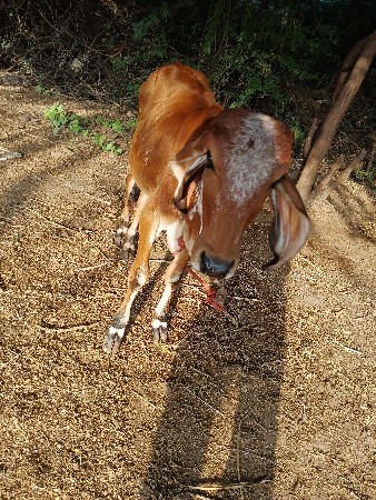 કાબરી વાશડી મફત દેવાની છે
