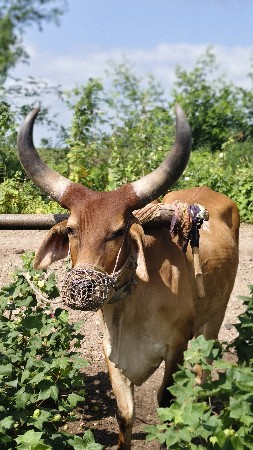આવો લેવાનો છે