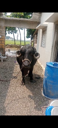 ભેંસ વેચવાની છે