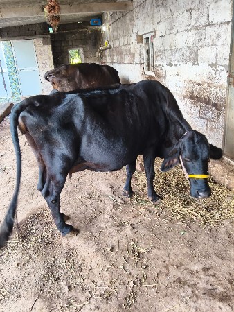 ગાય વેચવાની છે