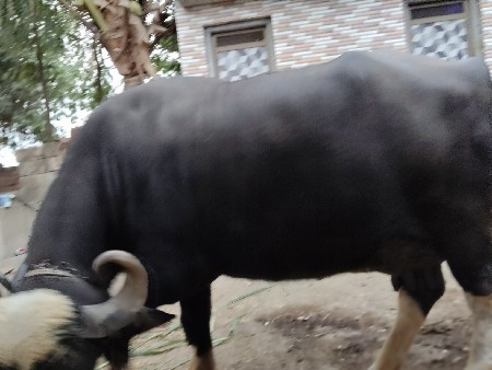 વેચવા ની છે