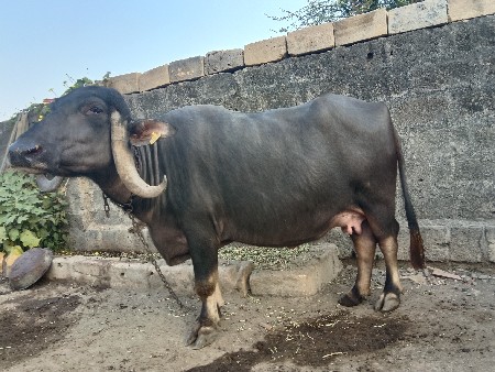 ભેંસ વેચવાની છે બીજું વેતર