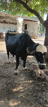 ભેંસ વેચવાની છે
