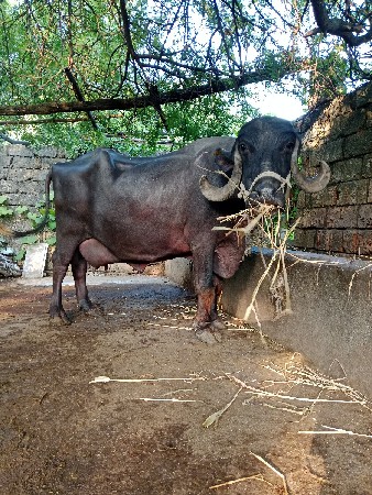 બીજા વેતર ની ભેંસ છે.