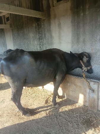 પેલા વેતર ની ખડેલી વેચવાની છે