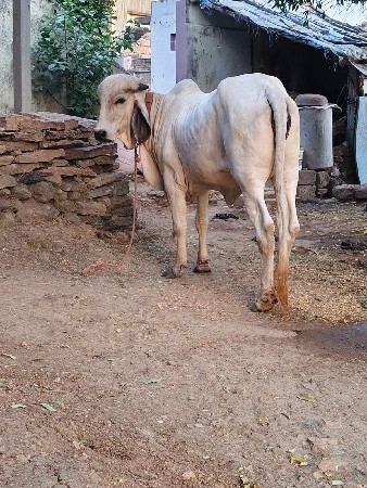 હોળકિ વેચવાનિ છે