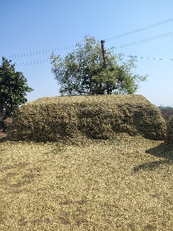 માંડવીયુ વેચવાનું છે