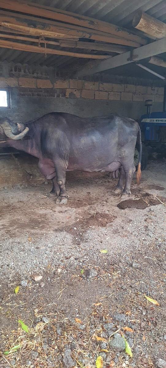 ભેશ વેચવાનીછે