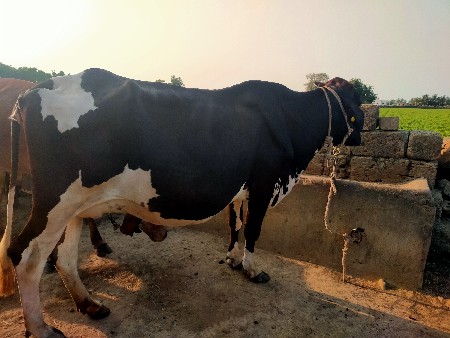 ગાય વેચવાની છે
