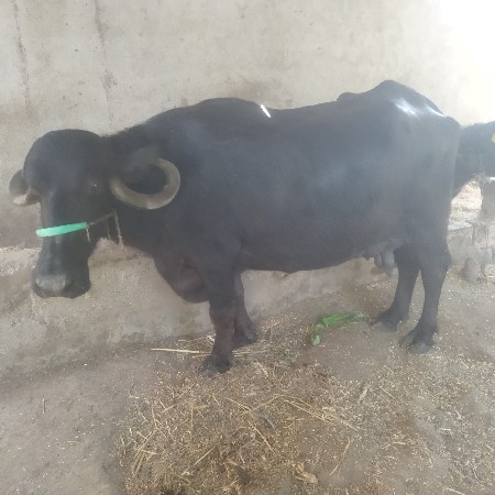 ૮  દીવશ ની કાશી