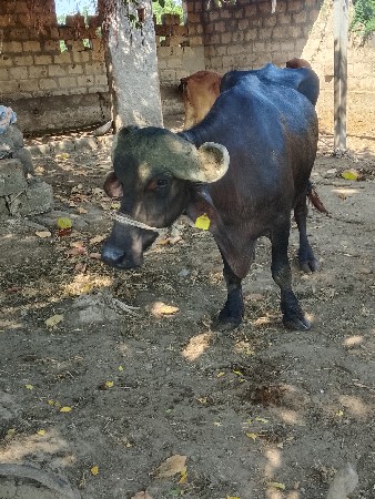ભેંસ વેસવી