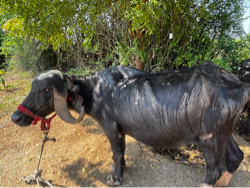 ખડેલી વેચવાની છે