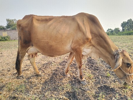જરસી ગાય વેચવાની છે