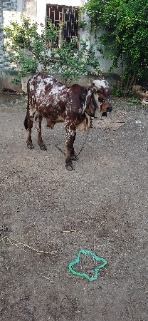 ગીર ખુટ વેચવાનો છે