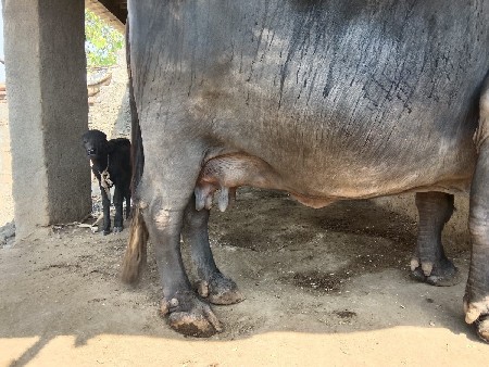 ભેંસ વેચવાની છે
