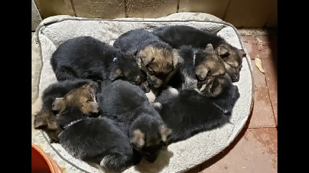 puppy