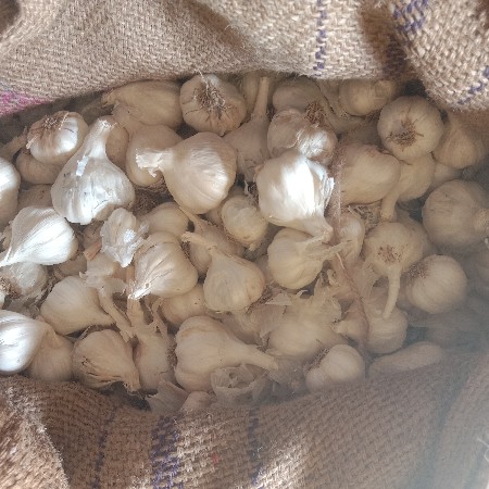 લસણ વેચવાનું છે