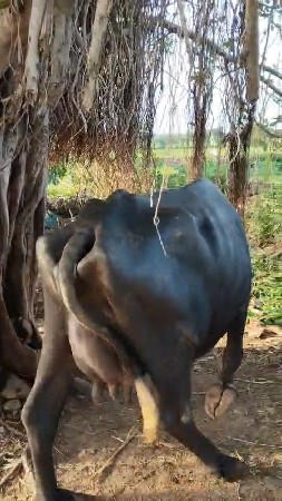 ભેંસ