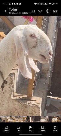 બકરી વેચવાની છે