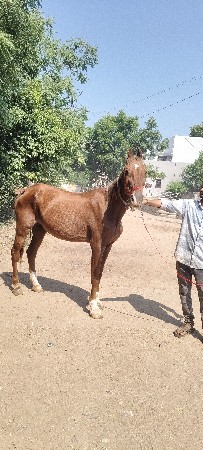 પ્યૉર કાઠિયાવાડી. ઘોડી