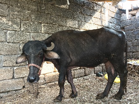 ખળેલી વેચવાની છે