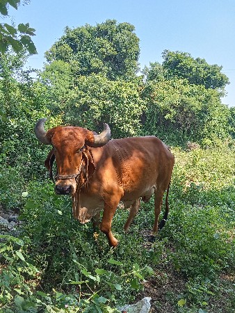 દેશી ગાય