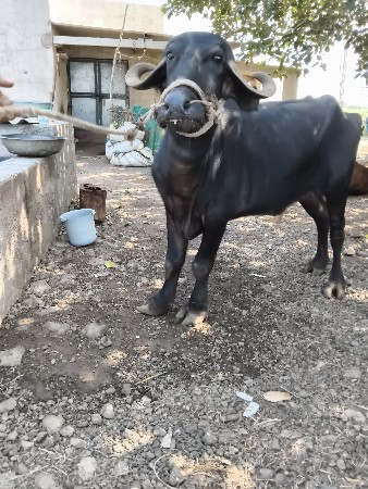 3 ખડેલી  વેચવાની છે