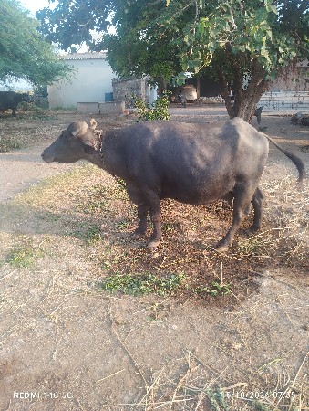 ભેસ વેચવાની છે