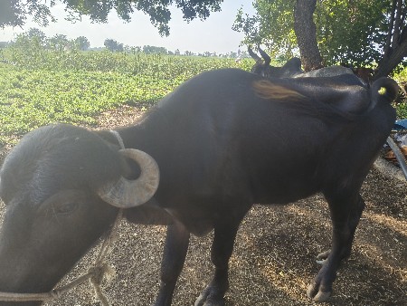 ખળેલી વેચવાની છે