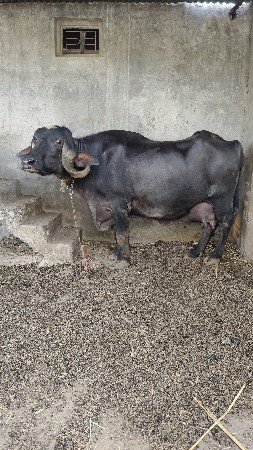 જાફરાબાદી ભેંસ વેચવાની છે....