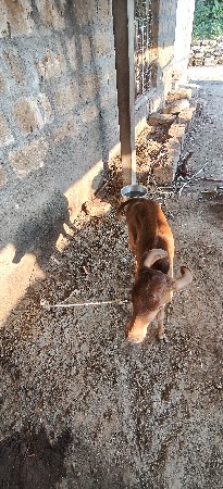 ગાય વેચવાની છે