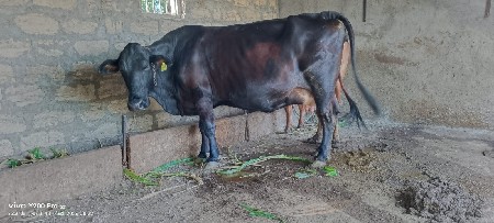 ગાય વેચવાની છે