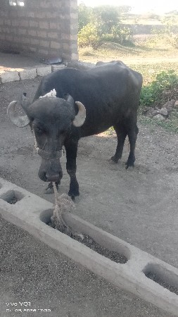 ખડેલું વેચવાનું છે