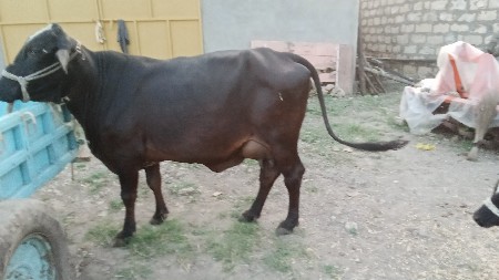 ગાય વેચવાની છે