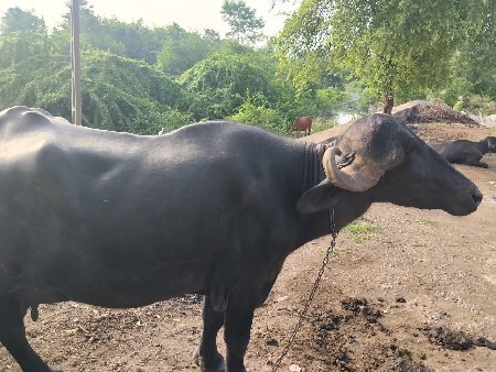 ભેંસ વેચવાની છે