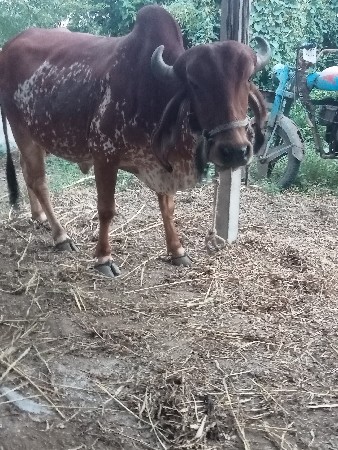 કાબરી ઓડકી વેચવાની છે વેતર બે