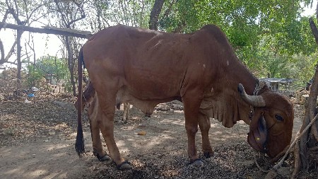ગીર ગાય વેચવાની છે