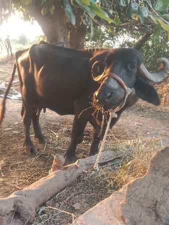 ભેંશ વેચવાની છે