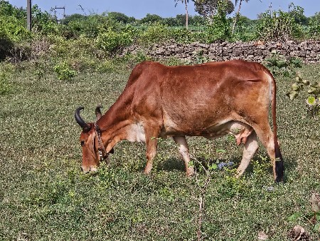 ગાય વેચવાની છે