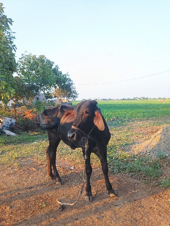 વાછડી વેચવાની છે