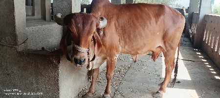 વેચવાની છે