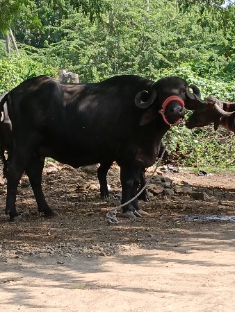 ખડેલી વેચવાની છે