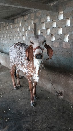 વાસડીને ગાય વેસવાની છે