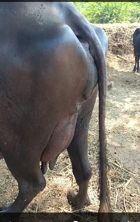 ભેંસ વેચવાની છે