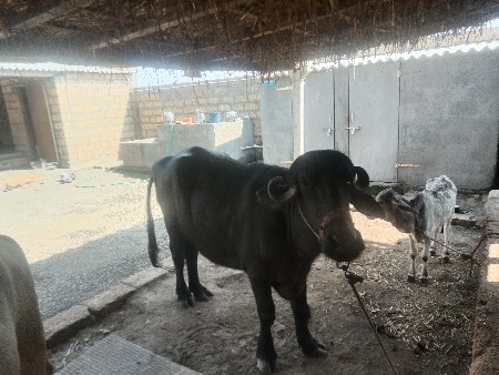 ખડેલી વેચવાની છે ત્રણ વર્ષની છે