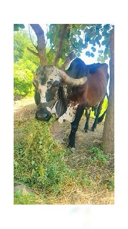 રોનક ભાઈ