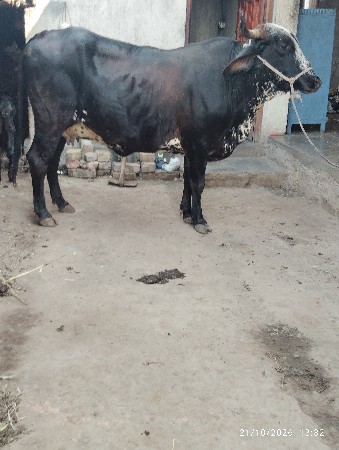 આ પાંચ ગાયુ વેચવાની છે